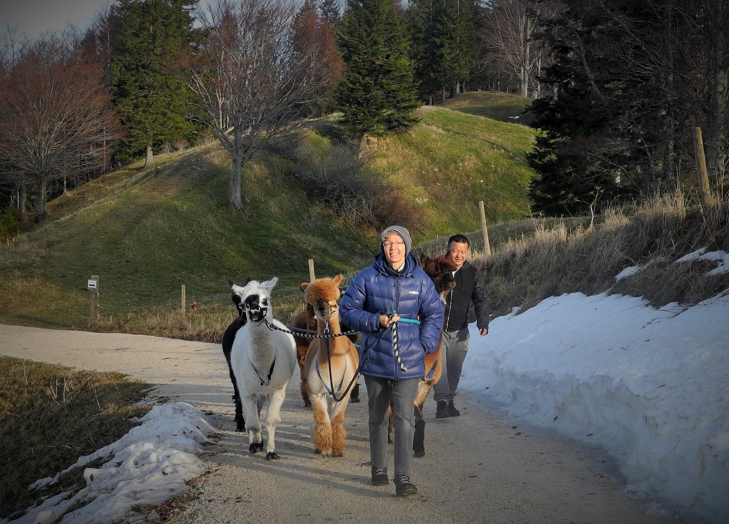 Alpaka Trekking