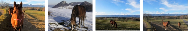 reiten jura