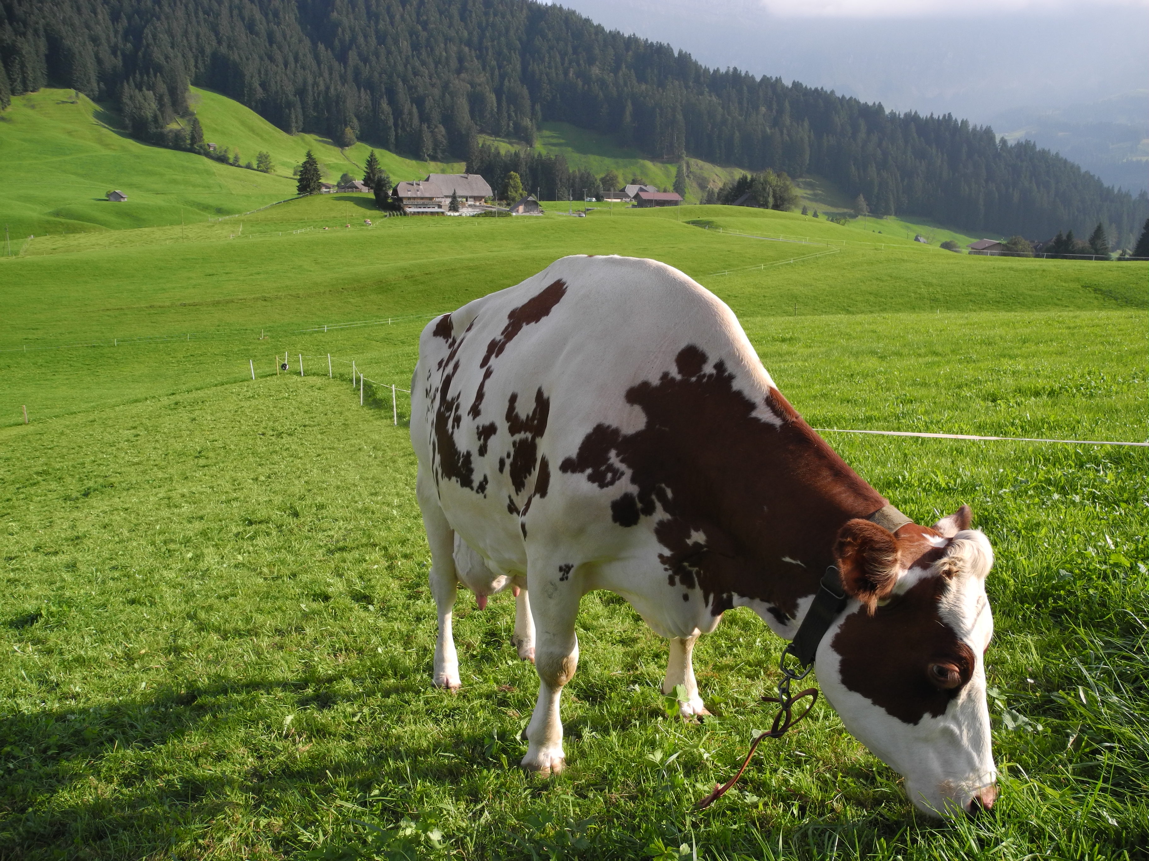 bauerhofbesuch-emmental-3