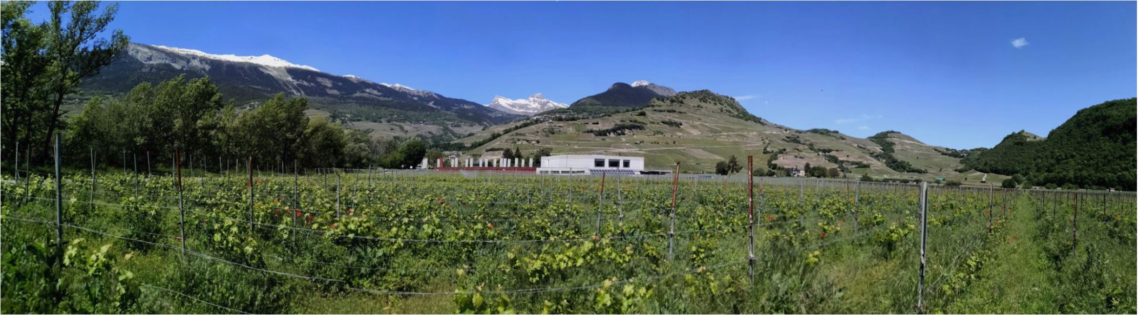 biowein wallis bioweinberg waqllis